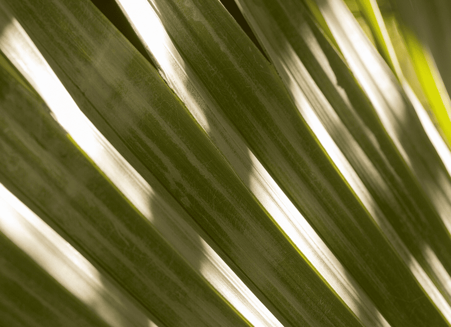 Palm leaves