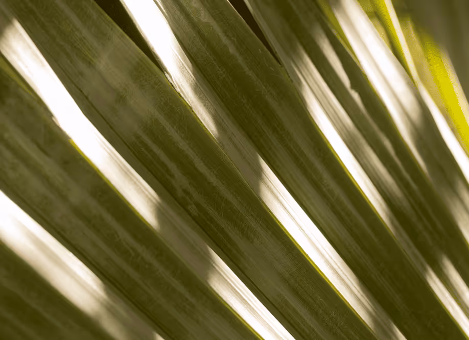 Palm leaves